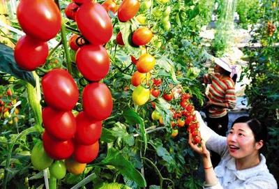 石家莊這10個讓人驚艷的農產品地標，你去過幾個？