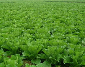 國家助力農產品品牌致富 您符合這些條件嗎？