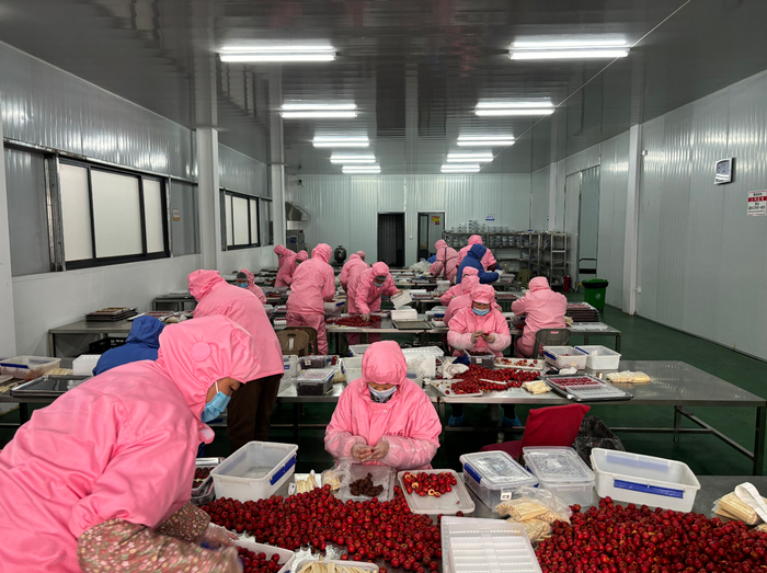 劉杜鎮山楂加工產業升級 高端糖葫蘆年產1500噸，打造初級農產品精深加工新標桿